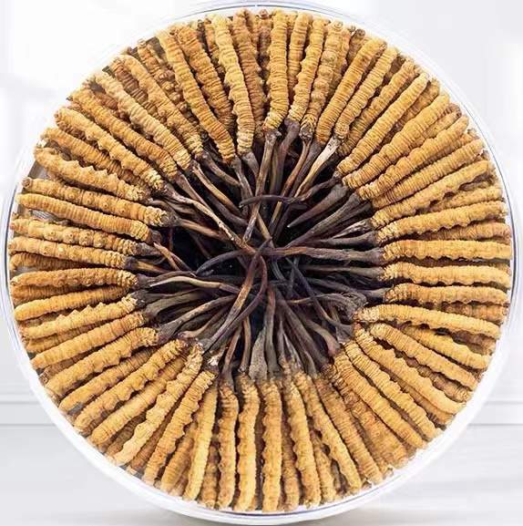 东丽冬虫夏草回收